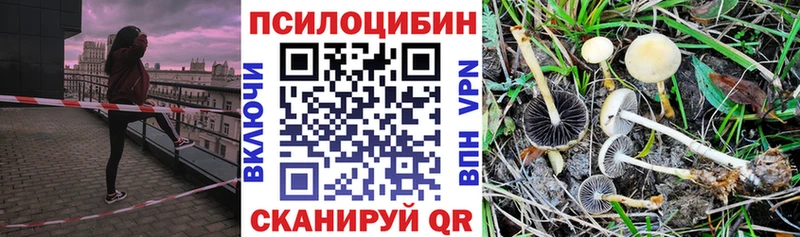 Галлюциногенные грибы Psilocybe  Красновишерск 